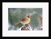 Northern Cardinal by Anonymous