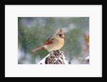 Northern Cardinal by Anonymous