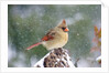 Northern Cardinal by Anonymous