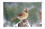 Northern Cardinal by Anonymous
