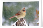 Northern Cardinal by Anonymous
