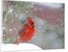 Northern Cardinal by Anonymous