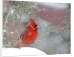 Northern Cardinal by Anonymous