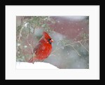 Northern Cardinal by Anonymous