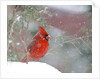 Northern Cardinal by Anonymous