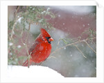 Northern Cardinal by Anonymous