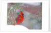 Northern Cardinal by Anonymous