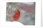 Northern Cardinal by Anonymous