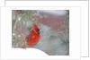 Northern Cardinal by Anonymous