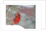 Northern Cardinal by Anonymous