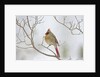 Northern Cardinal by Anonymous