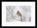 Northern Cardinal by Anonymous
