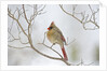Northern Cardinal by Anonymous