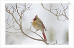 Northern Cardinal by Anonymous