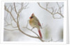 Northern Cardinal by Anonymous