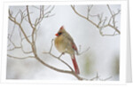 Northern Cardinal by Anonymous