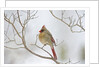 Northern Cardinal by Anonymous