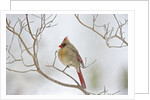 Northern Cardinal by Anonymous