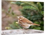 Fox Sparrow by Anonymous