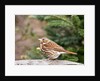 Fox Sparrow by Anonymous