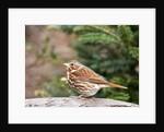 Fox Sparrow by Anonymous