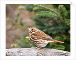 Fox Sparrow by Anonymous