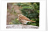 Fox Sparrow by Anonymous