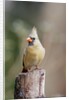 Northern Cardinal by Anonymous