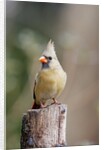 Northern Cardinal by Anonymous