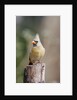 Northern Cardinal by Anonymous