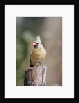 Northern Cardinal by Anonymous