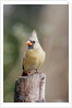 Northern Cardinal by Anonymous