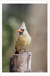 Northern Cardinal by Anonymous