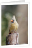 Northern Cardinal by Anonymous