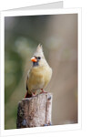 Northern Cardinal by Anonymous