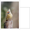 Northern Cardinal by Anonymous
