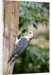 Red-bellied Woodpecker by Anonymous