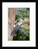 Red-bellied Woodpecker by Anonymous