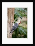 Red-bellied Woodpecker by Anonymous