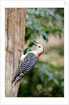 Red-bellied Woodpecker by Anonymous
