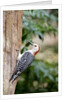 Red-bellied Woodpecker by Anonymous