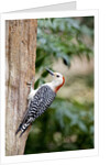 Red-bellied Woodpecker by Anonymous