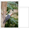 Red-bellied Woodpecker by Anonymous