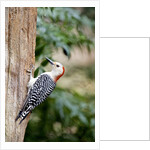 Red-bellied Woodpecker by Anonymous