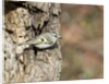 Golden-crowned Kinglet by Anonymous