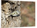 Golden-crowned Kinglet by Anonymous