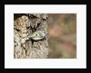 Golden-crowned Kinglet by Anonymous