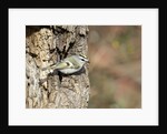 Golden-crowned Kinglet by Anonymous