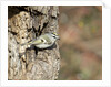 Golden-crowned Kinglet by Anonymous
