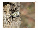 Golden-crowned Kinglet by Anonymous